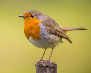 Red Robin on spring background