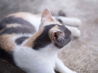 Beautiful white cat at temple