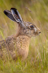 Portrait of European Hare in field of grass