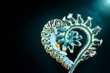 Beautiful caterpillar sitting on flower  - Powered by Adobe