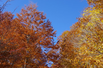 Fototapeta premium 奥志賀高原の紅葉