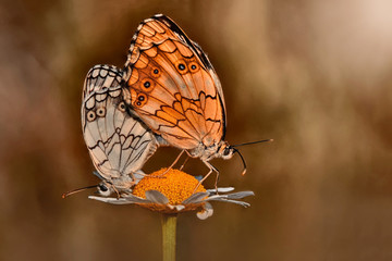 Beautiful butterfly sitting on flower in a summer garden