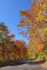 奥志賀高原の紅葉