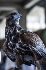 bird of prey