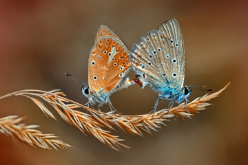 Beautiful butterfly sitting on flower in a summer garden