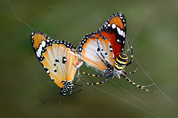 Beautiful butterfly sitting on flower in a summer garden