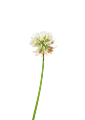 Weiß-Klee (Trifolium repens)