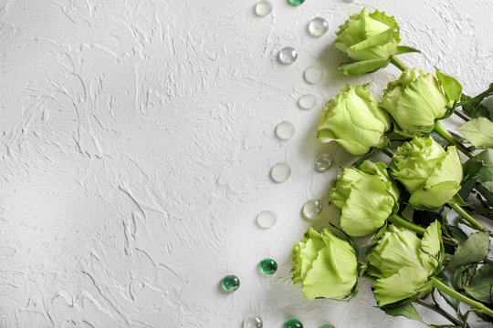 Beautiful green roses on white background