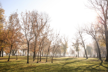 View of foggy autumn park in morning