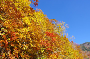 Fototapeta premium 奥志賀高原の紅葉