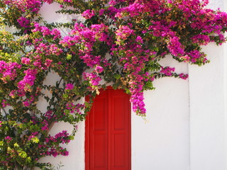 Red door with pink bougainvillea flowers on a white wall. Greek traditional house in Mykonos. - obrazy, fototapety, plakaty