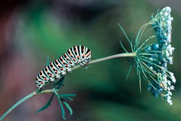 Fototapete Schmetterling Beautiful caterpillar sitting on flower   © blackdiamond67