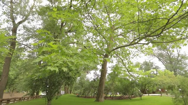Big maple in the park, green big maple, Maple leaves sway in the wind