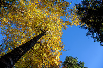 Bottom view. Crowns of forest trees in autumn