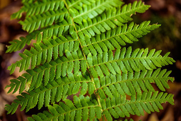 Close up image of green fern groeing in forest