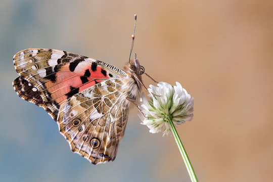 Farfalla Vanessa del cardo (Vanessa cardui)