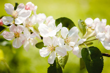 Apfelblüte, Nahaufnahme