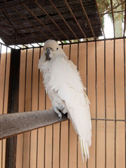 Cacatua galerita Borneo asia