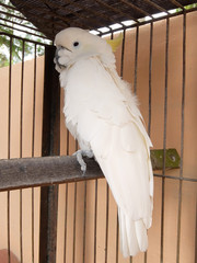 Cacatua galerita Borneo asia