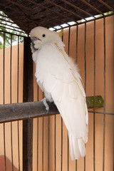 Cacatua galerita Borneo asia