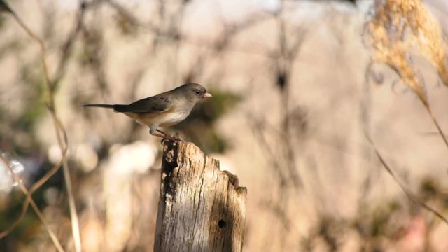 Dark eyed Junco flies onto a perch while a chickadee is there in slow motion