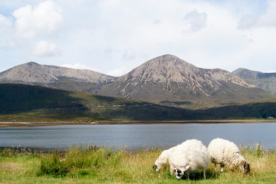 Isle of Skye with sheep in front of the Cuillin Mountains