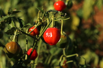 Close up of sweet ripe piquanté peppers growing in the field.