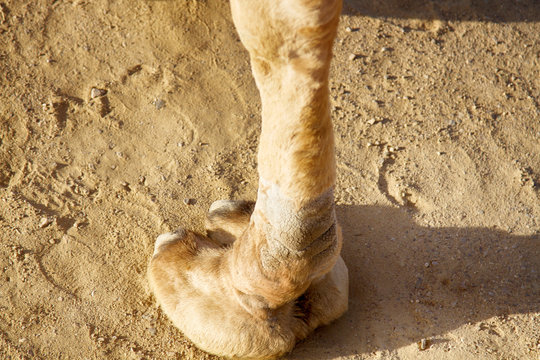 Leg, the hoof, camel toe of a camel dromader