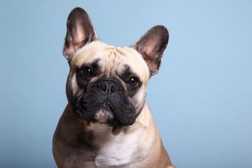 Bulldog in front of a colored background