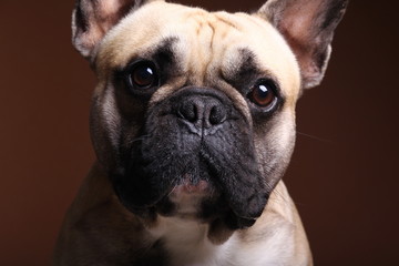 Bulldog in front of a colored background