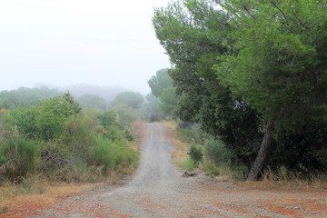 CAMINO CON NIEBLA