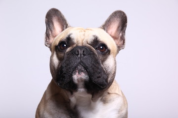 Bulldog in front of a colored background