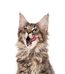 Maine Coon kitten
