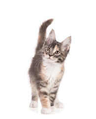 Fototapeta premium Maine Coon kitten