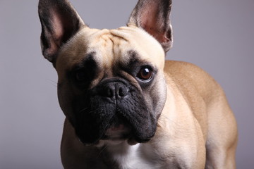 Bulldog in front of a colored background