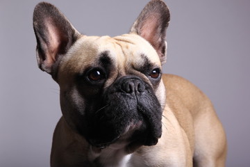Bulldog in front of a colored background