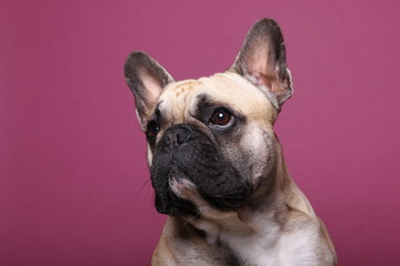Obraz premium Bulldog in front of a colored background