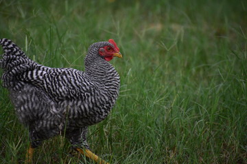 black and white chicken rooster free ranging