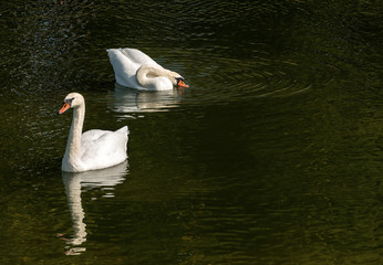 Two Mute Swans swim on a Green Lake
