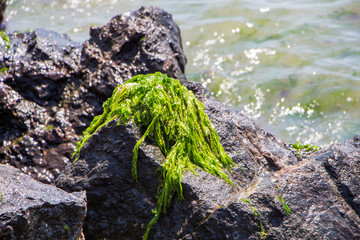 Bladderwrack seaweed attached to the boulders of. Seaweed on the sea rock. Black sea.