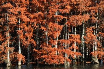 Bald cypress in Autumn, France