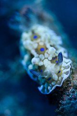 Colorful and Psychedelic Nudibranch Sea Slug showing off its Rhinosphores 