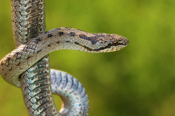 Naklejka na ściany i meble Non venomous Smooth snake, Coronella austriaca