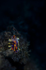 Colorful and Psychedelic Nudibranch Sea Slug showing off its Rhinosphores 