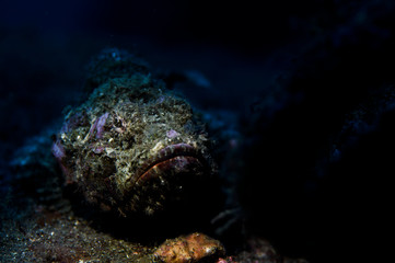 Obraz na płótnie Canvas Face of Scorpionfish on Ocean Floor of Izu, Japan