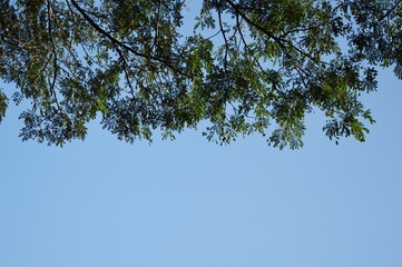 leaf on branch on bright sky background