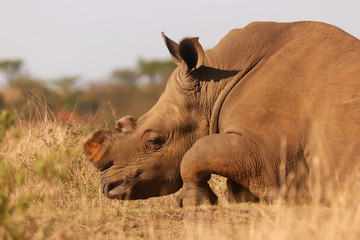 African White Rhino in the bush veld - obrazy, fototapety, plakaty