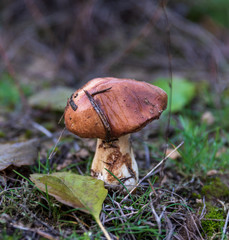 edible mushroom Suillus