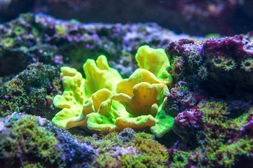 sinularia dura coral in nature