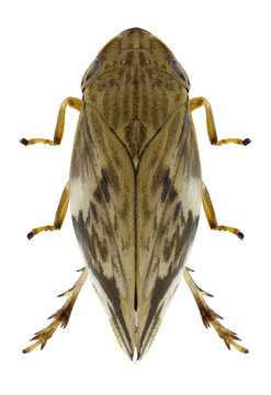 Cicada Clovia conifera on a white background
